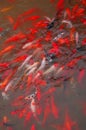 Koi fish Royalty Free Stock Photo