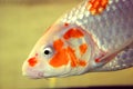 A koi fish