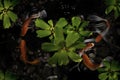 Koi fish in artificial ponds with green plants Royalty Free Stock Photo