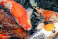 Koi fish background. Closeup of many colorful submerged Japanese kois with water ripples on the surface. Macro