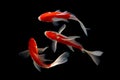 Koi fish Black background Royalty Free Stock Photo