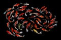 Koi fish Black background Royalty Free Stock Photo