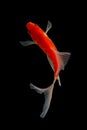 Koi fish on black background