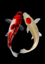 Koi fish on black background