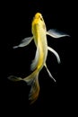 Koi fish on black background Royalty Free Stock Photo