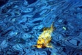 Koi fish in blue water Royalty Free Stock Photo