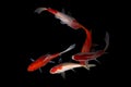 Koi fish Carp fishs moving in the pond black background