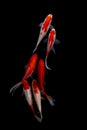 Koi fish Carp fishs moving in the pond black background