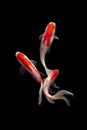 Koi fish Carp fishs moving in the pond black background