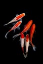 Koi fish Carp fishs moving in the pond black background Royalty Free Stock Photo