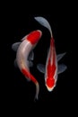 Koi fish Carp fishs moving in the pond black background Royalty Free Stock Photo