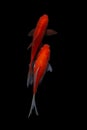 Koi fish Carp fishs moving in the pond black background