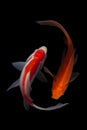 Koi fish Carp fishs moving in the pond black background