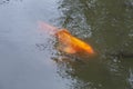 Koi fish or carp fish in pond on black background, golden red colorful fancy animals in water, relaxing time for feeding Royalty Free Stock Photo