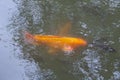 Koi fish or carp fish in pond on black background, golden red colorful fancy animals in water, relaxing time for feeding Royalty Free Stock Photo