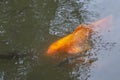 Koi fish or carp fish in pond on black background, golden red colorful fancy animals in water, relaxing time for feeding Royalty Free Stock Photo