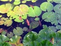 Koi fish carp and water lily leaves in a pond. Carp White Orange Pink Water Lily Pond Fish. Fish and water lilies background. Royalty Free Stock Photo