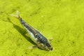 Koi fish (Carp) in the water