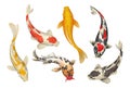 Koi fish. Cartoon Chinese traditional pond carp. Oriental Japanese goldfish collection. Nature Zen. Isolated underwater Royalty Free Stock Photo