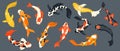 Koi fish collection. Exotic asian goldfish, colorful traditional carp in pond, chinese koi pond decoration cartoon style