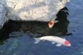 Koi fish with color of Japanese flag