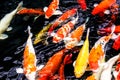 Koi fish or colorful fancy multicolored carps fish swimming in nature pond at garden Royalty Free Stock Photo