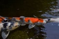 Koi fish with colorfull skin swim together in the pond water