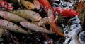 Koi fish, Cyprinus caprio, Cyprinus rubrofuscus swim with reflections and small waves on the surface. Nobody. Wildlife Royalty Free Stock Photo