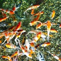 Koi Fish Cyprinus carpio haematopterus, also known as the nishikigoi koi in habitat. View from above