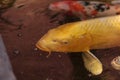 Koi fish, Cyprinus carpio haematopterus Royalty Free Stock Photo