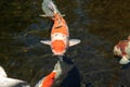 Koi fish, Cyprinus carpio haematopterus