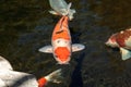 Koi fish, Cyprinus carpio haematopterus