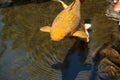 Koi fish, Cyprinus carpio haematopterus