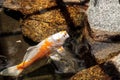 Koi fish, Cyprinus carpio haematopterus