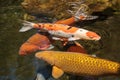 Koi fish, Cyprinus carpio haematopterus