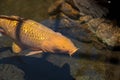 Koi fish, Cyprinus carpio haematopterus