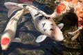 Koi fish, Cyprinus carpio haematopterus