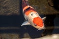 Koi fish, Cyprinus carpio haematopterus