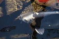 Koi fish, Cyprinus carpio haematopterus