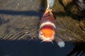 Koi fish, Cyprinus carpio haematopterus