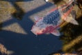 Koi fish, Cyprinus carpio haematopterus