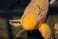 Koi fish, Cyprinus carpio haematopterus