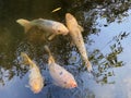 Koi fish Cyprinus rubrofuscus, Jinli, Nishikigoi, Koi Karpfen or Koi ÃÂ¡aran - The Zoo ZÃÂ¼rich Zuerich or Zurich, Switzerland