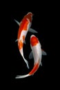 Koi Fish doitsu Black background Royalty Free Stock Photo