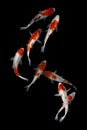 Koi Fish doitsu Black background