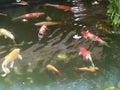 Koi fish or fancy carp swimming in pond