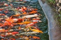 Koi fish in a feeding frenzy Royalty Free Stock Photo