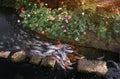 Koi fish in the garden pond Royalty Free Stock Photo