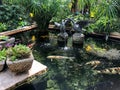 Koi fish in garden pond