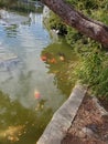 KOI Fish gardens